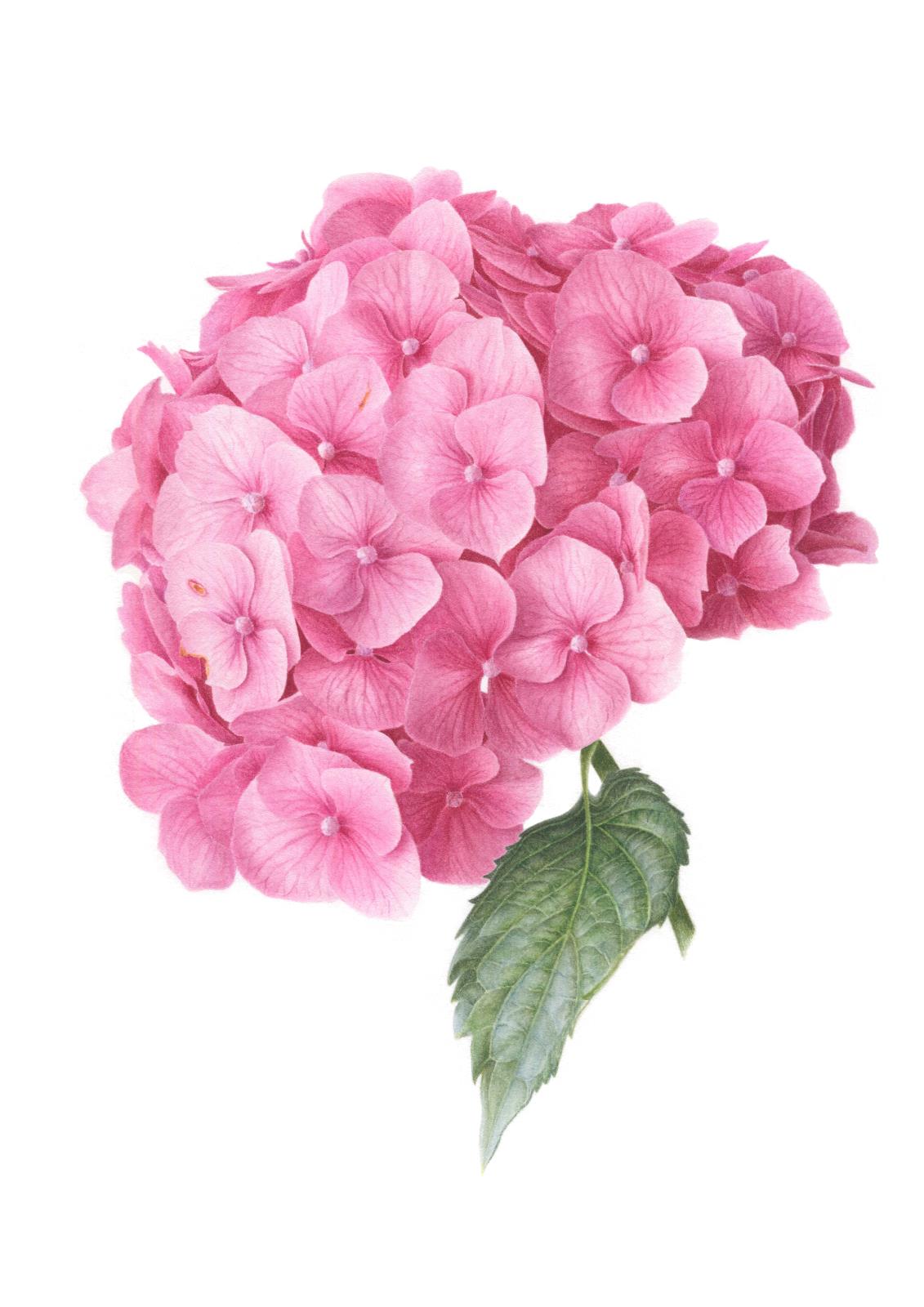 Hydrangea macrophylla 